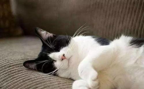 娱乐吃瓜酱丹麦猫咪,娱乐吃瓜酱的萌宠日常