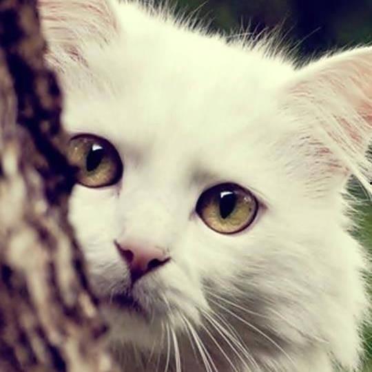 娱乐吃瓜酱丹麦猫咪,娱乐吃瓜酱的萌宠日常