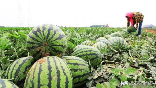 娱乐吃瓜苦,揭秘娱乐圈背后的酸甜苦辣