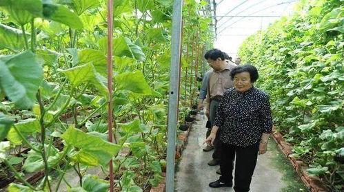 娱乐吃瓜君王鸥是谁啊,王鸥的星光之路