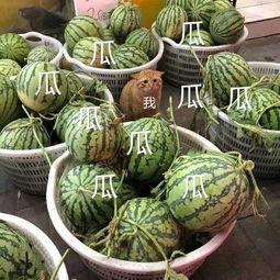 娱乐吃瓜酱广东,揭秘广东娱乐圈的幕后故事