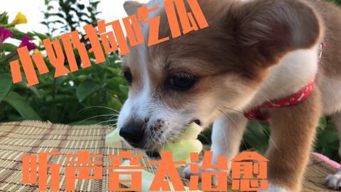 吃瓜娱乐狗,揭秘娱乐圈背后的那些事儿