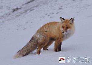 娱乐吃瓜丫狐狸,揭秘丫狐狸背后的故事