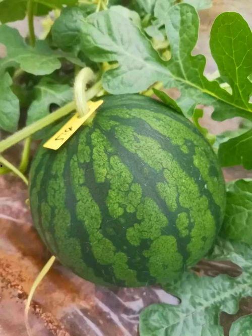 娱乐吃瓜怎么做,跟随吃瓜群众，探寻明星幕后故事