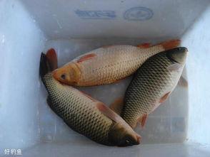 吃瓜娱乐小鲤鱼视频,趣味视频引网友热议