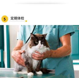 娱乐吃瓜酱猫传腹,揭秘“猫传腹”事件背后的真相与反思