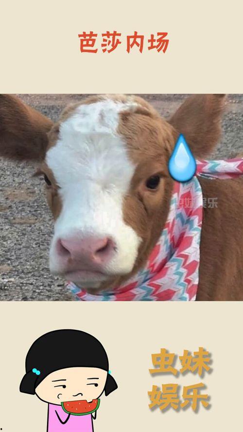 娱乐吃瓜酱送小狗视频下载